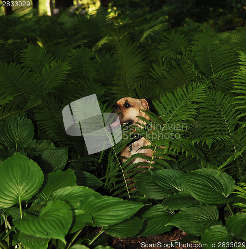 Image of Sharpei dog in plants.