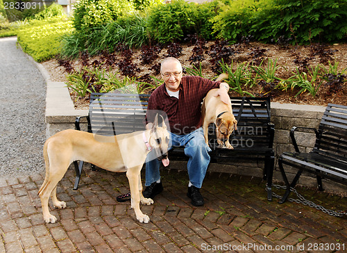 Image of Man with two dog's.