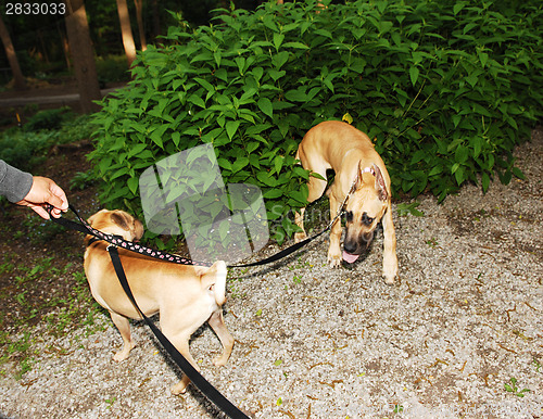 Image of Two dog's playing.