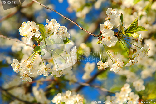 Image of Blooming tree