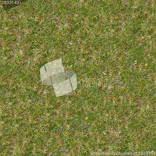 Image of Green and Dry Grass. Seamless Texture.