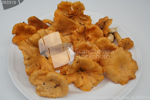 Image of Chantarelles