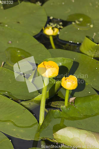 Image of Water lily