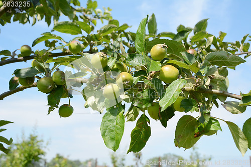 Image of Apple tree branch with fruit