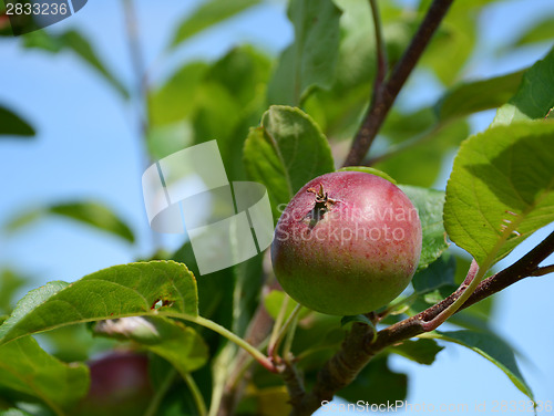 Image of Small red and green apple 