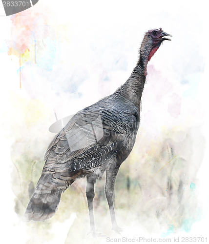 Image of Watercolor Image Of  Turkey Bird