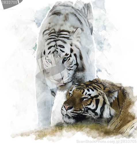 Image of Watercolor Image Of  White And Brown Tigers