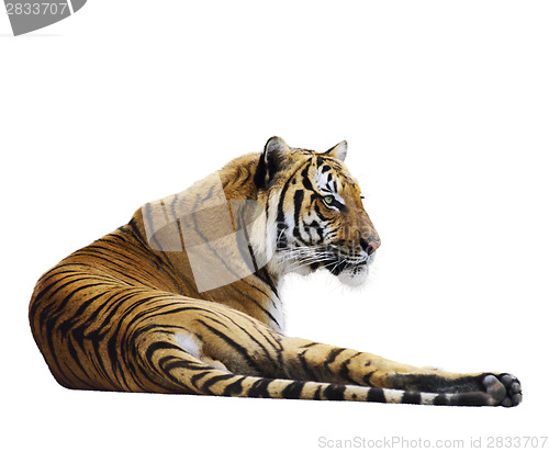 Image of Tiger Resting