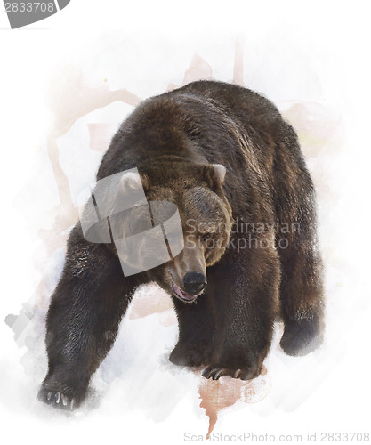 Image of Watercolor Image Of  Grizzly Bear