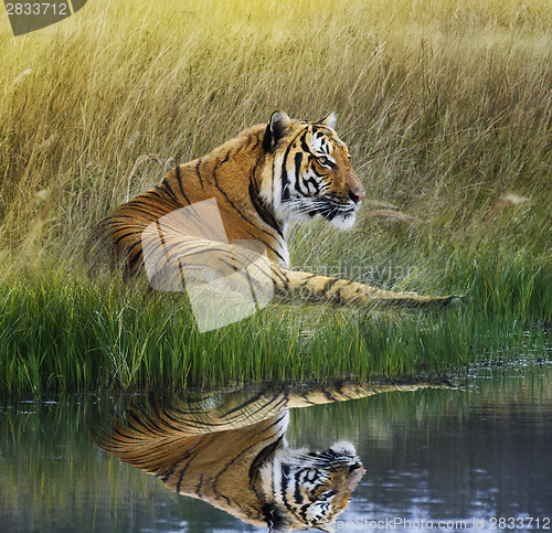 Image of Tiger  On Grassy Bank With Reflection 