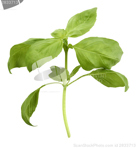 Image of Basil Plant
