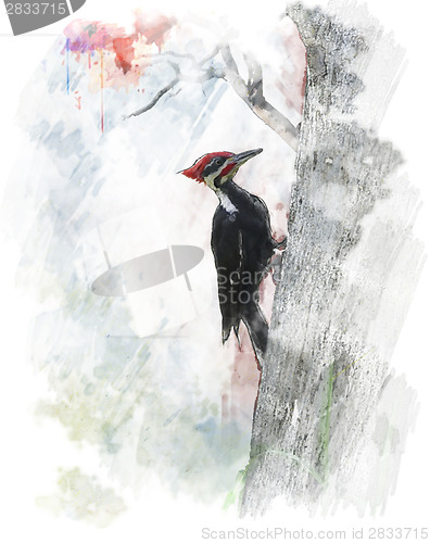 Image of Watercolor Image Of  Pileated Woodpecker (Dryocopus pileatus) 