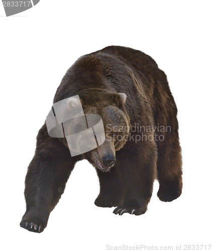 Image of Watercolor Image Of  Grizzly Bear