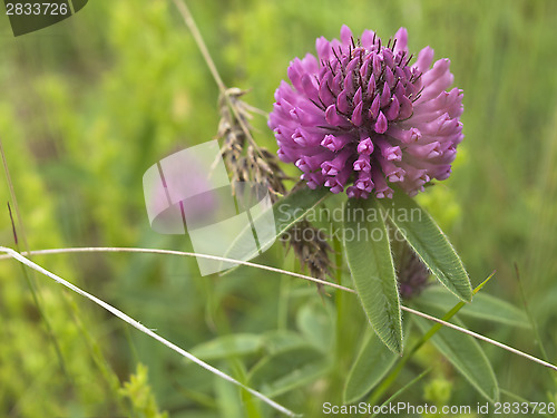 Image of Flower Red clover
