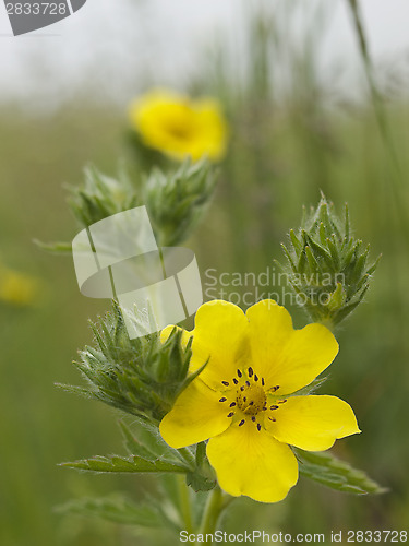 Image of yellow flower