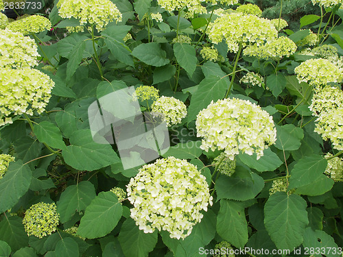 Image of Hortensia flower