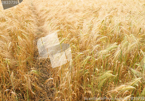 Image of Barleycorn field