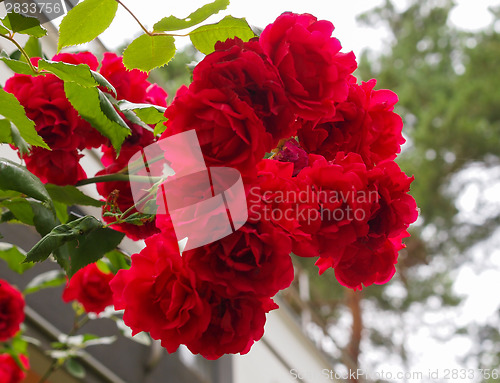 Image of Red rose