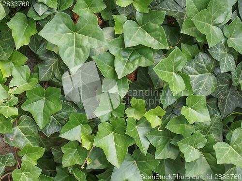 Image of Ivy leaves