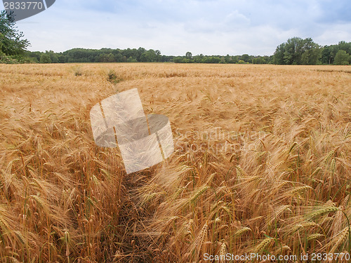 Image of Barleycorn field