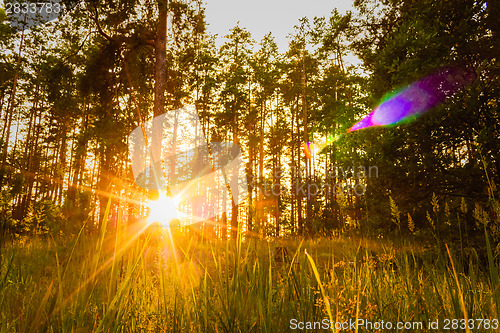 Image of Sunset In Autumn Forest 