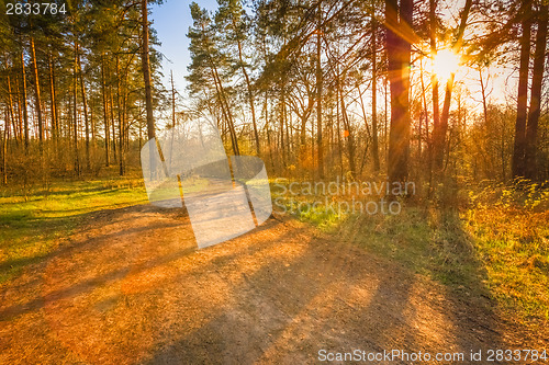 Image of Sunset In Spring Forest 