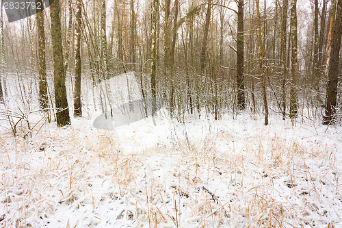 Image of Snow In Forest