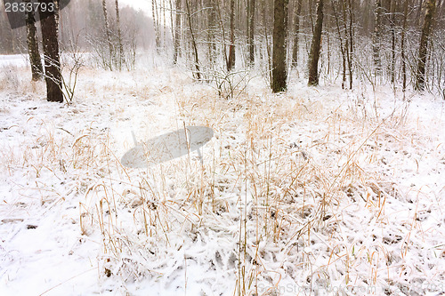 Image of Snow In Forest