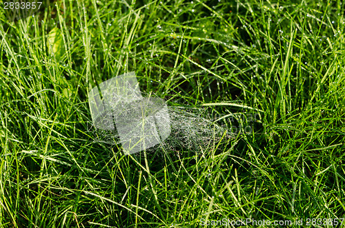 Image of small spiders web full of dew drops in the meadow 