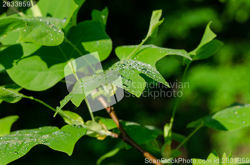 Image of Sun reflections on tulip tree leaves morning dew 