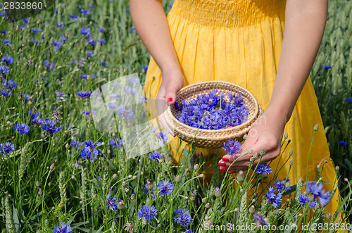 Image of girl in yellow dress hands pick cornflower herbs 