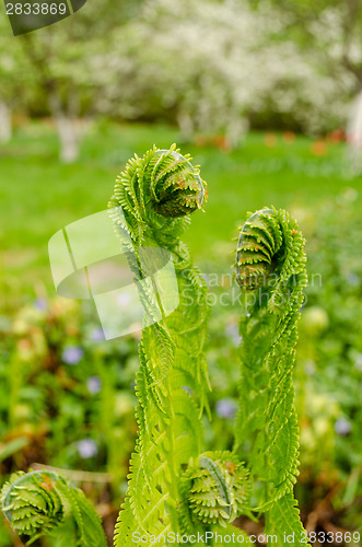 Image of young green burgeon ferns in yard 