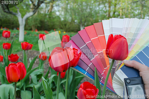 Image of red palette examples on yard to red blooming tulip 
