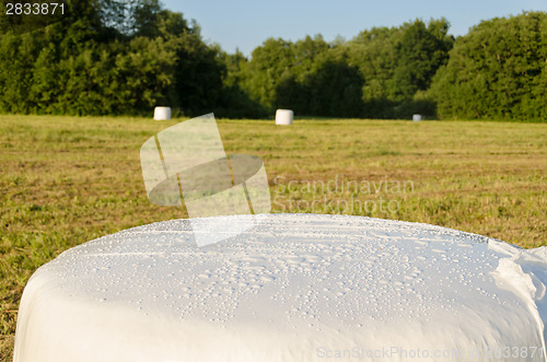 Image of polythene wrapped grass straw bales. Animal fodder 