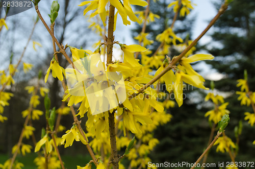 Image of decorative shrub forsythia  with yellow flowers 