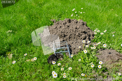 Image of dead mole in traps meadow to the powdery sunk cave 