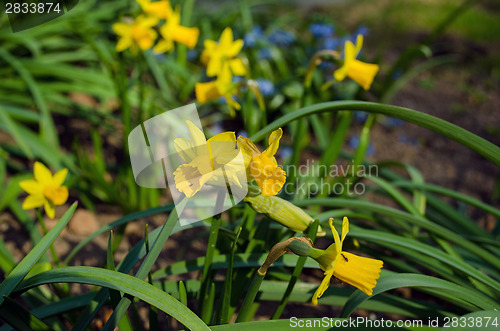 Image of spring yellow narcissus with green leaves 