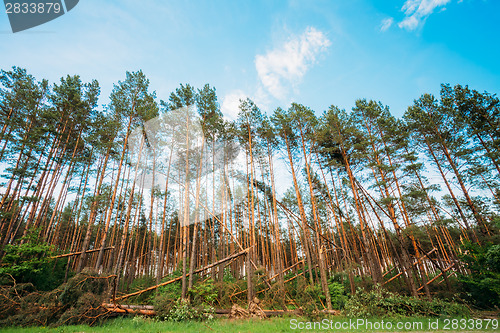 Image of Windfall in forest. Storm damage.
