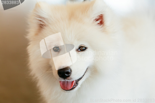 Image of White Samoyed dog puppy