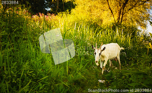 Image of White Goat