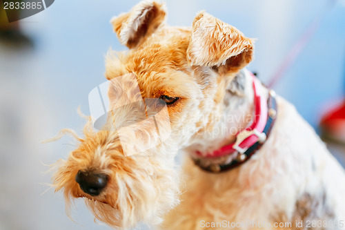 Image of Wire Fox Terrier