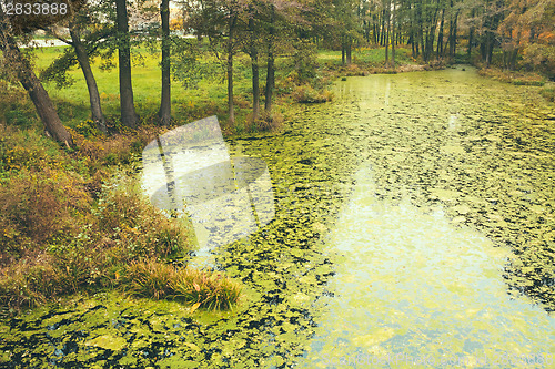 Image of Wild Bog Swamp