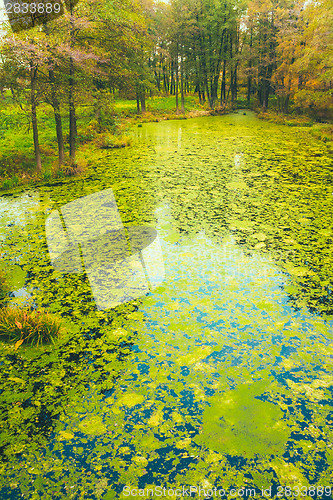 Image of Wild Bog Swamp