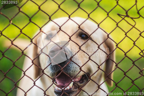 Image of Yellow Labrador Retriever Behind Fence