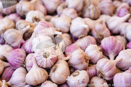 Image of White Garlic Crop. Background