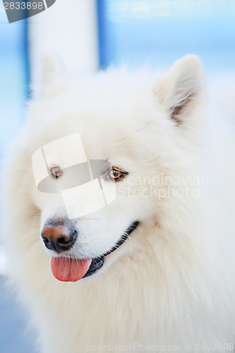 Image of White Samoyed dog