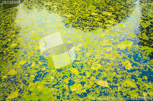 Image of Wild Bog Swamp