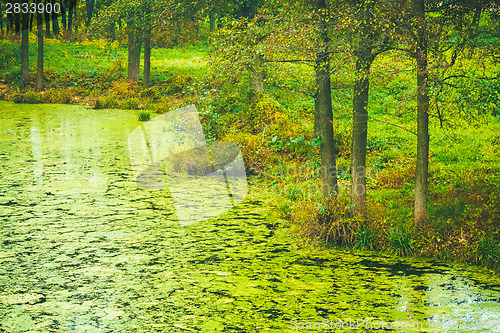 Image of Wild Bog Swamp