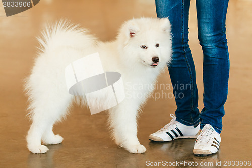 Image of White Samoyed dog puppy