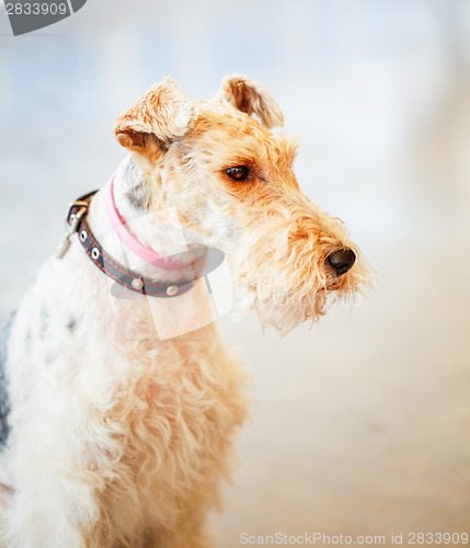 Image of Wire Fox Terrier